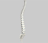 Comprehensive treatment of Cervical, Thoracic and Lumbosacral Spinal Conditions